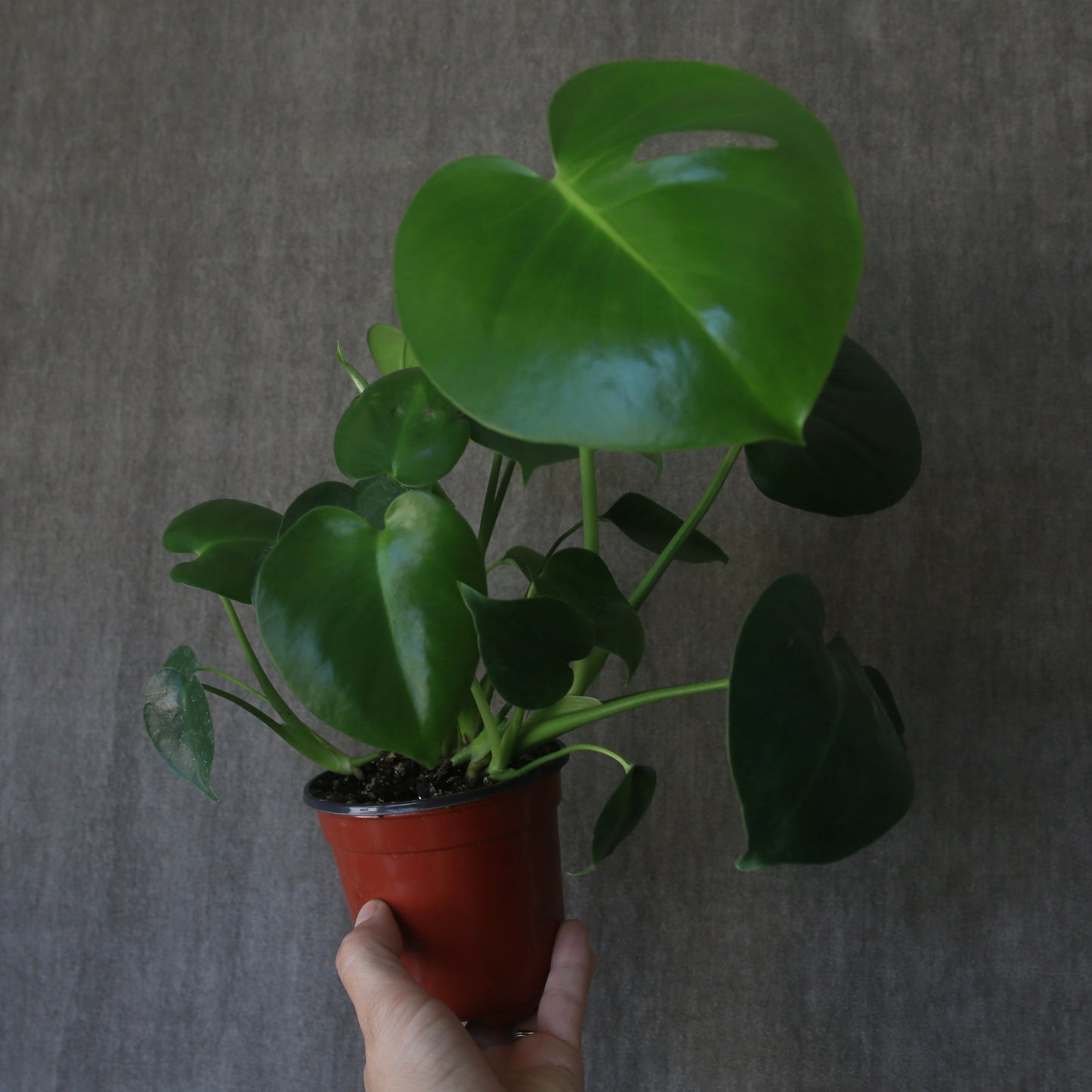 4" Split Leaf Monstera Plant