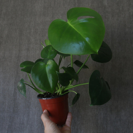 4" Deliciosa Monstera Plant