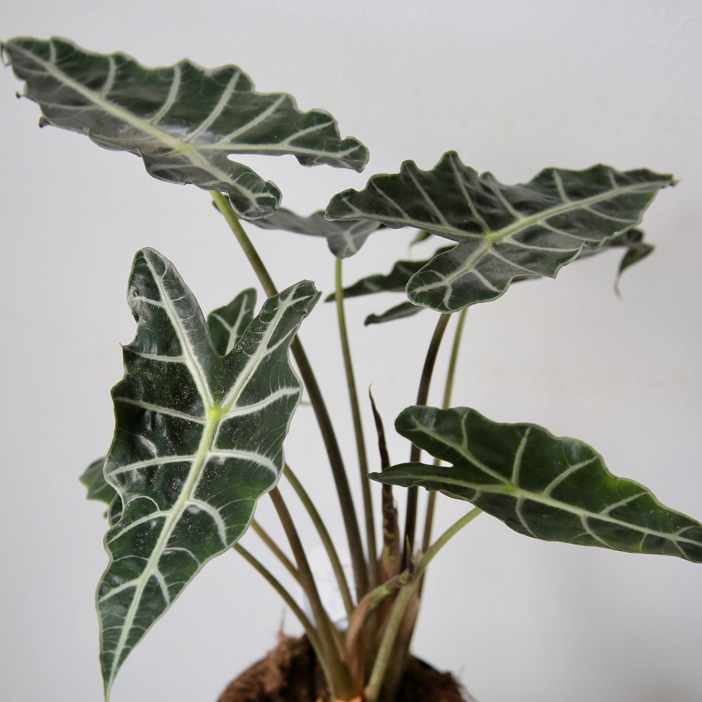 6" Alocasia Polly