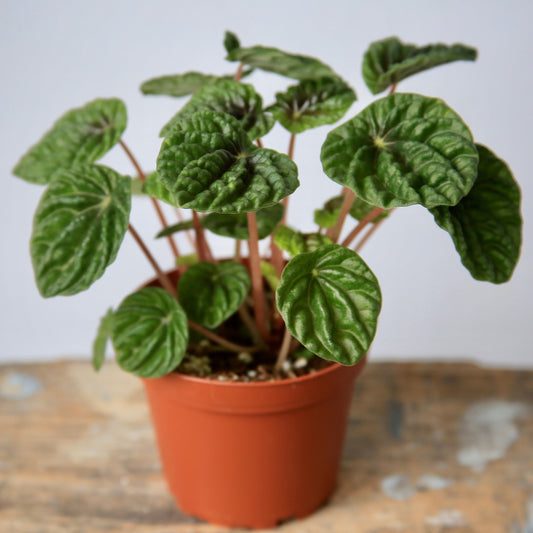 5" Ripple Peperomia Plant