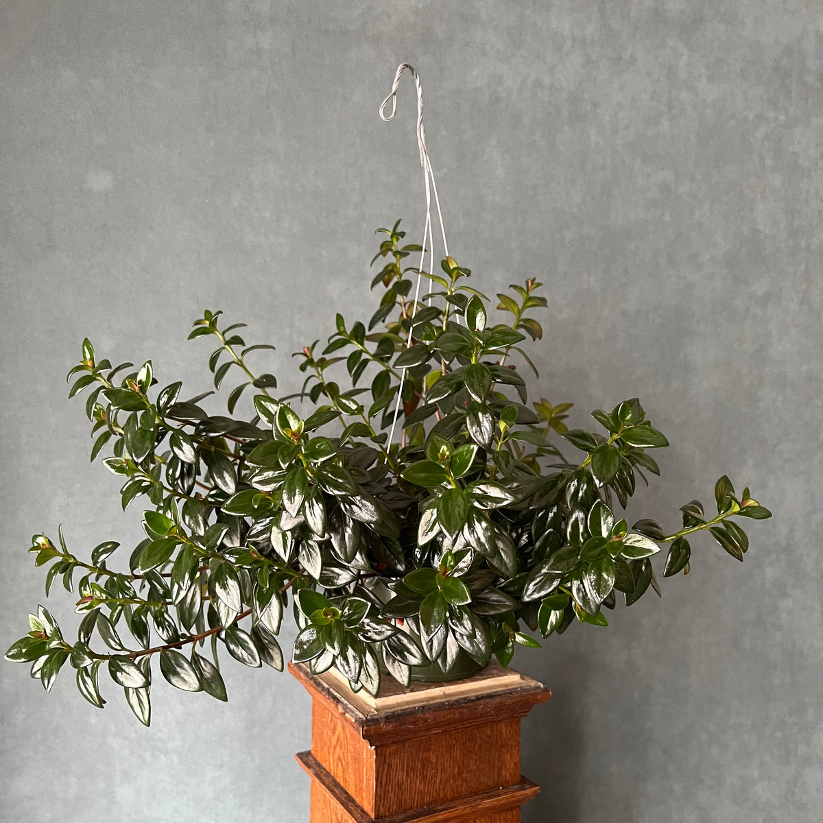 6” Goldfish Lipstick Plant