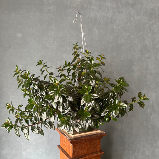 6” Goldfish Lipstick Plant