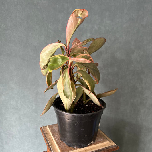 6" Peperomia Plant