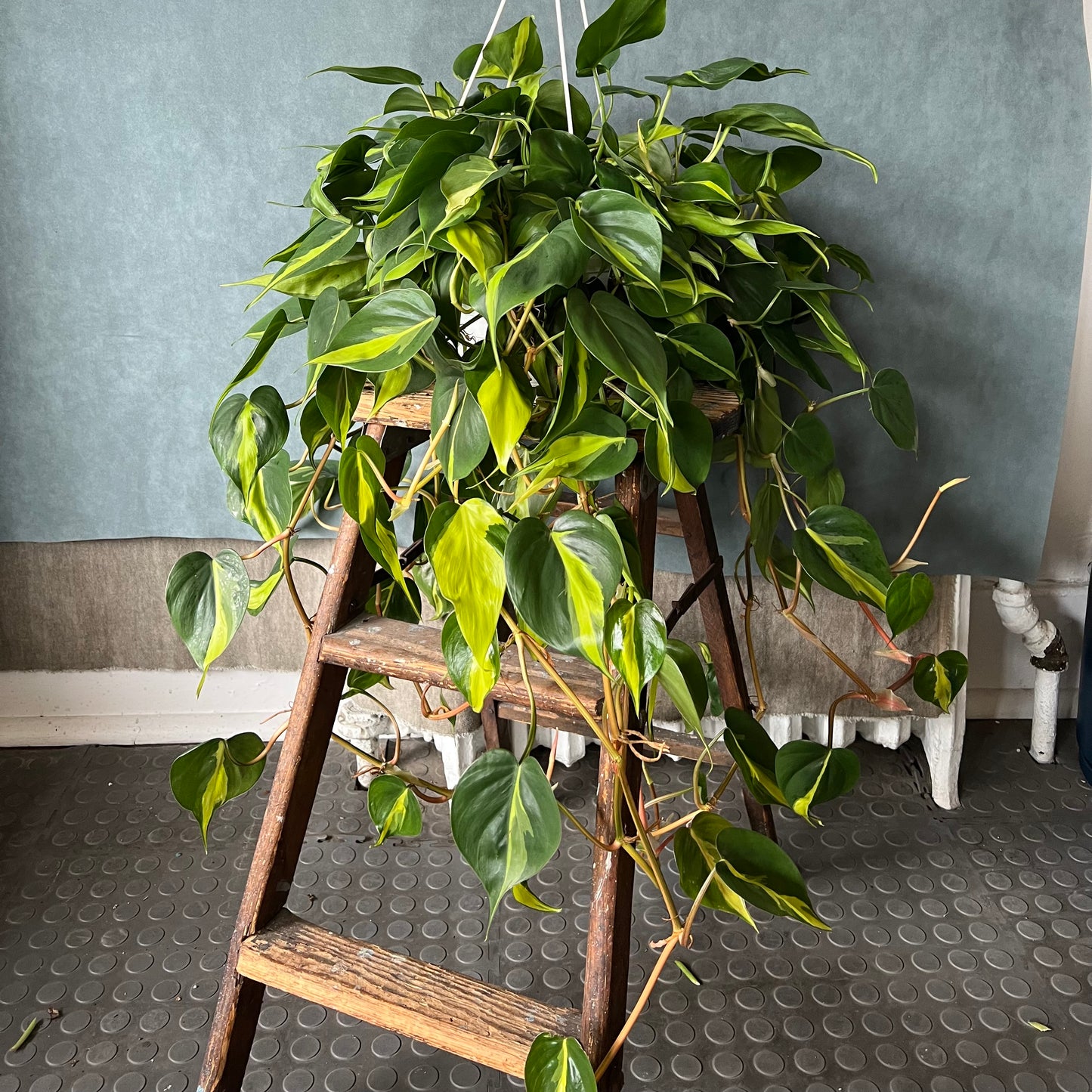 8" Brazil Philodendron Ivy Plant