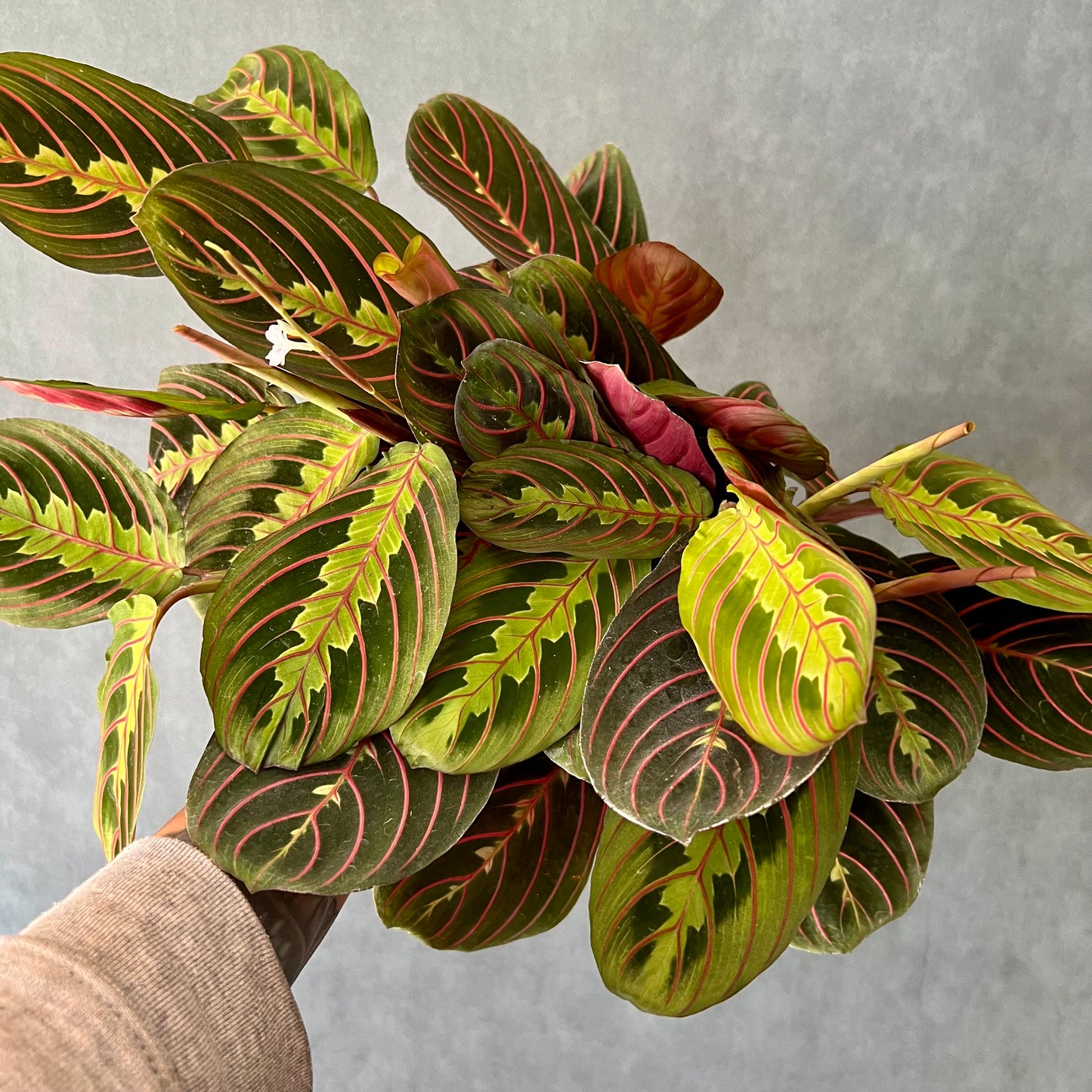 6" Red Prayer Maranta Calathea Plant