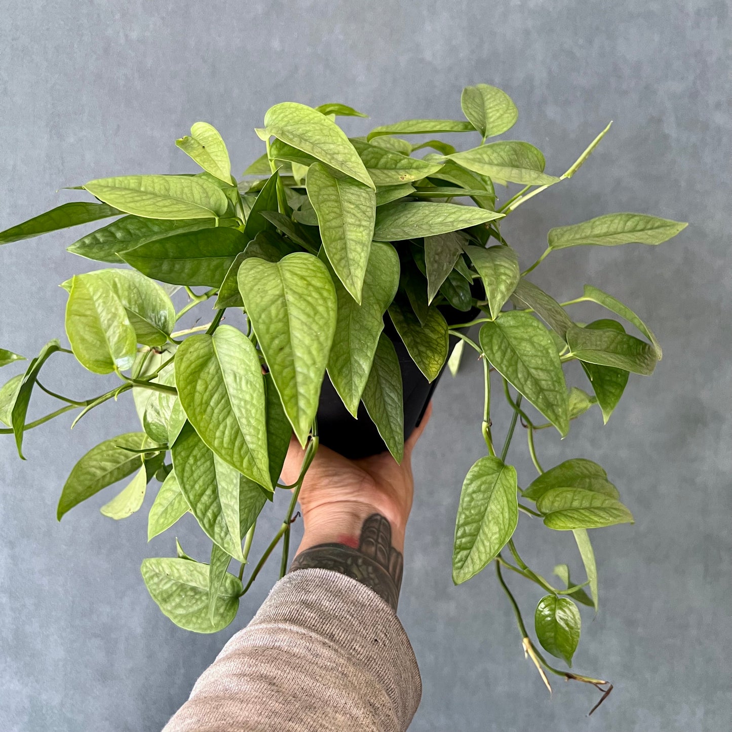 6" Cebu Blue Pothos Plant