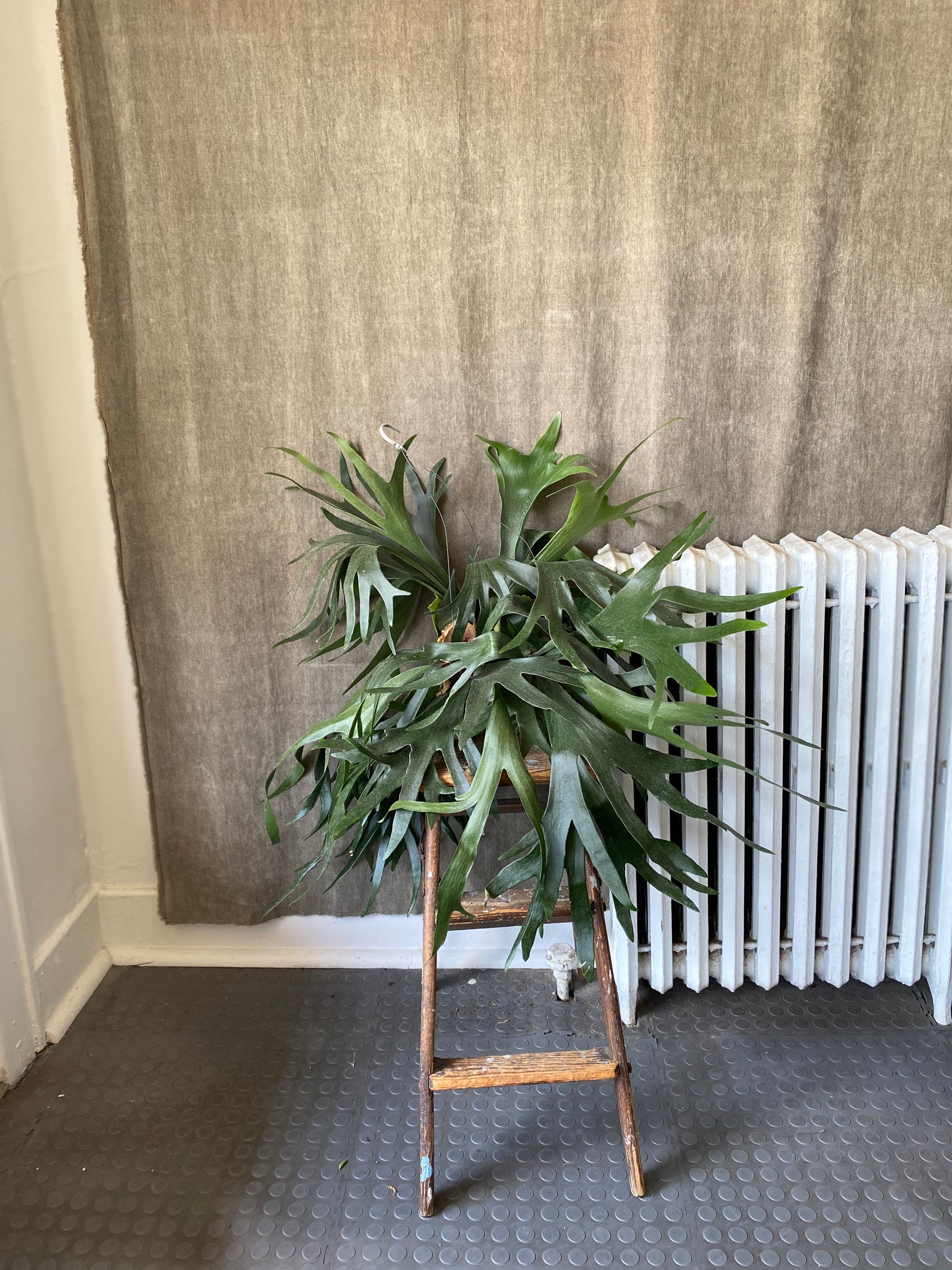 6" Staghorn Fern Plant