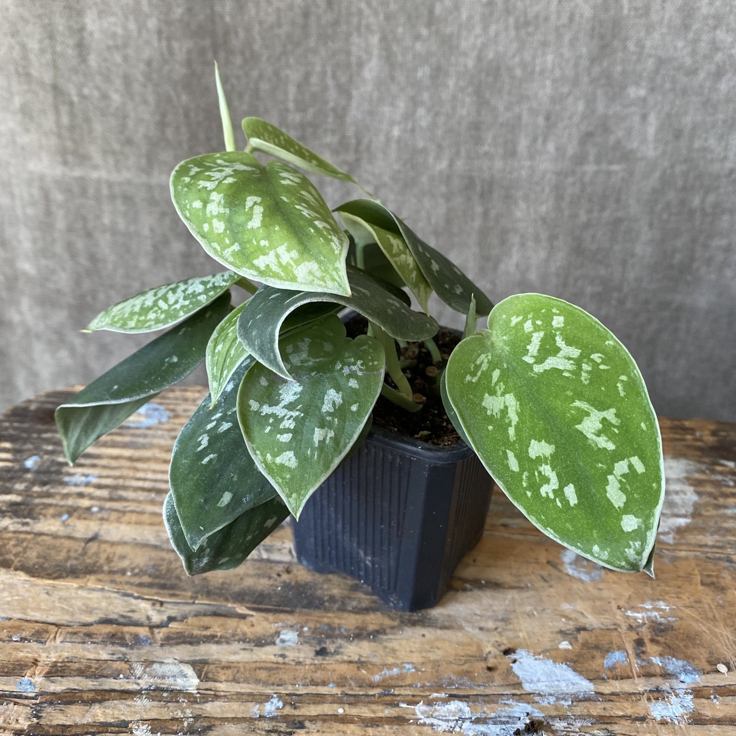 4" Satin Pothos Ivy Plant