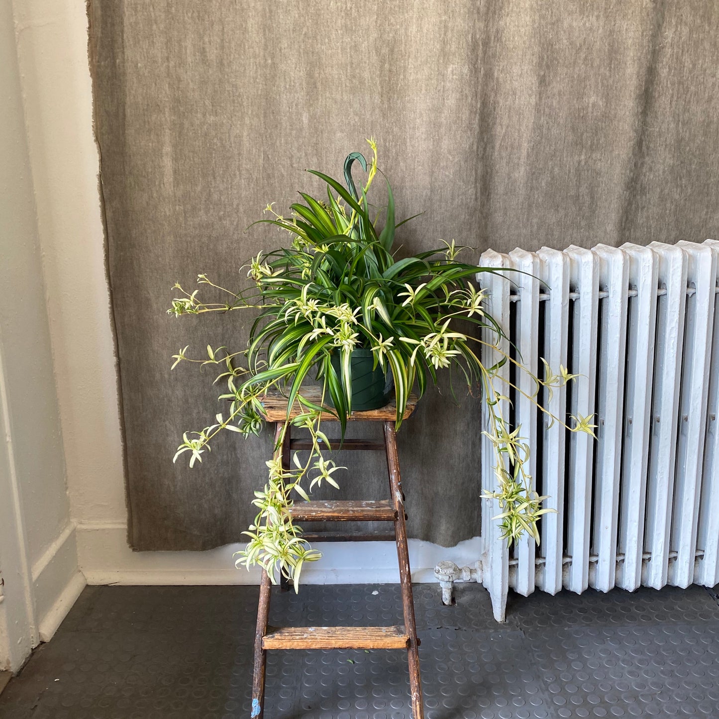 6" Hanging Spider Plant