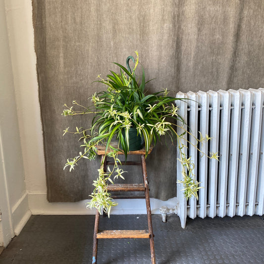 6" Hanging Spider Plant