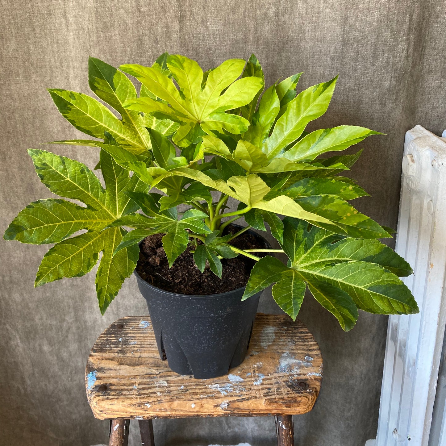 6" Fatsia Spider's Web