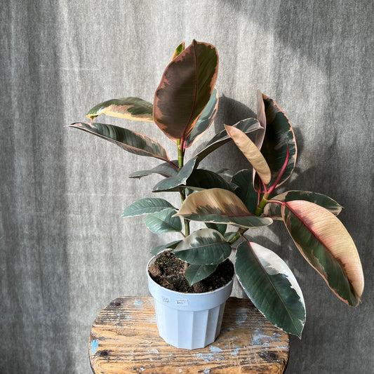 6" Ruby Rubber Ficus Plant Standard