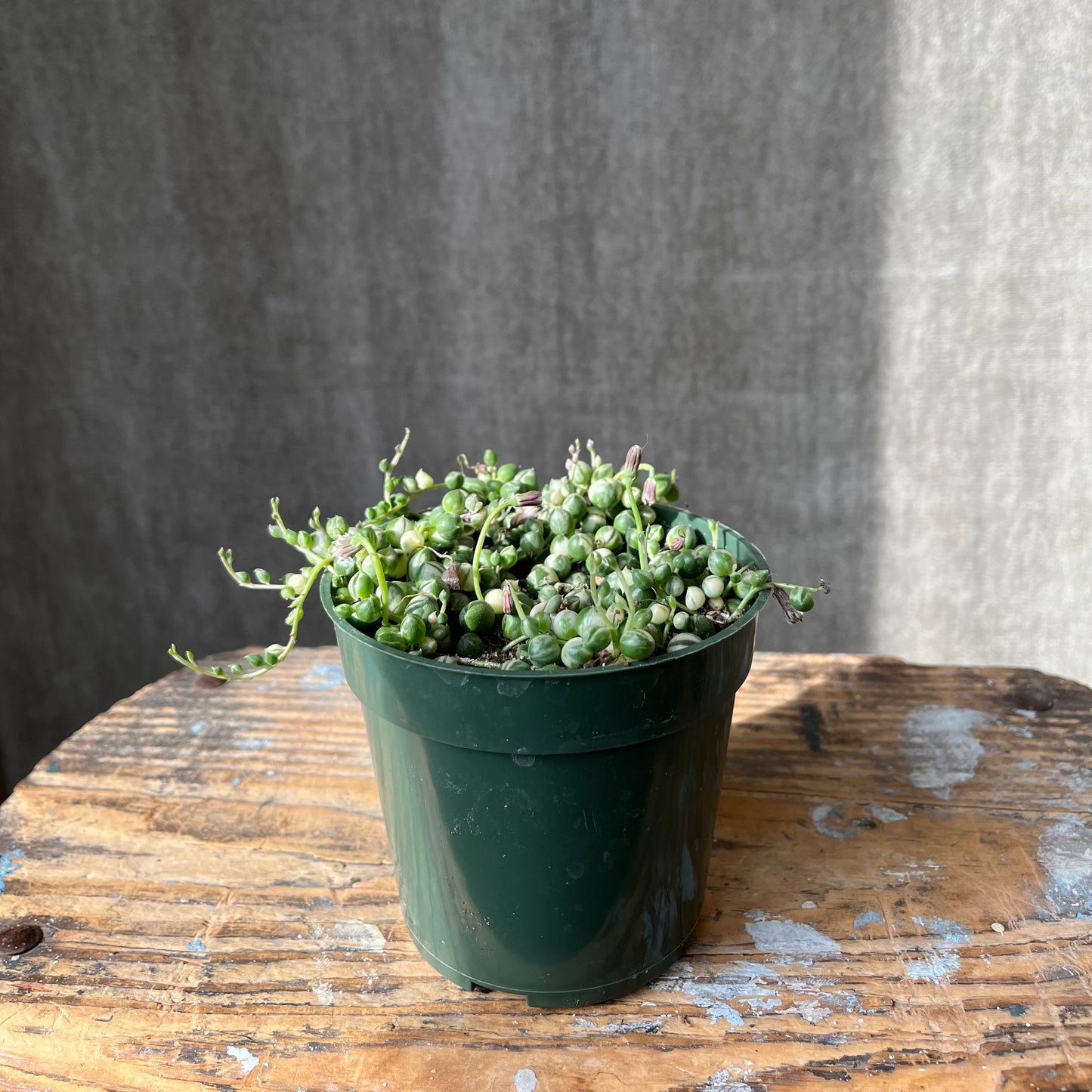 4" String of Pearls Succulent