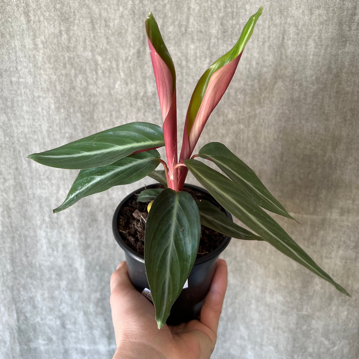 4" Calathea Plant