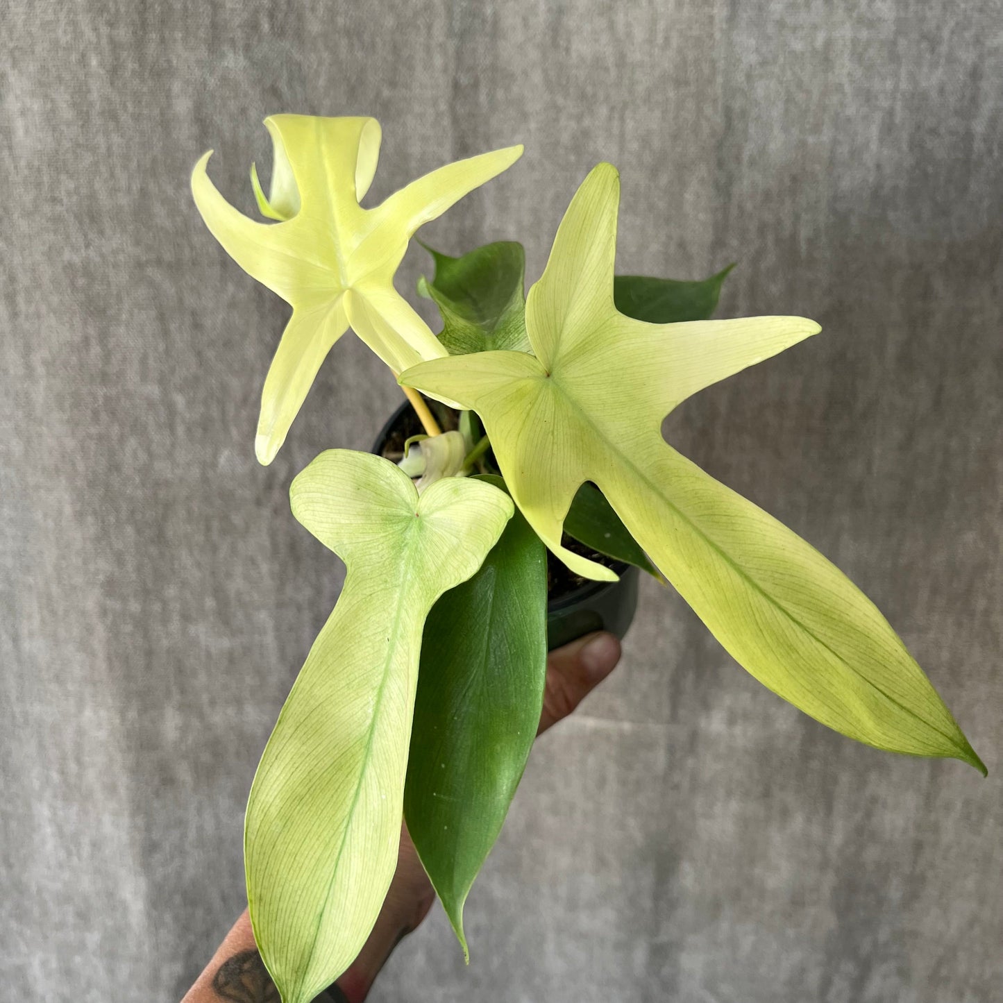 4" Golden Violin Philodendron Plant