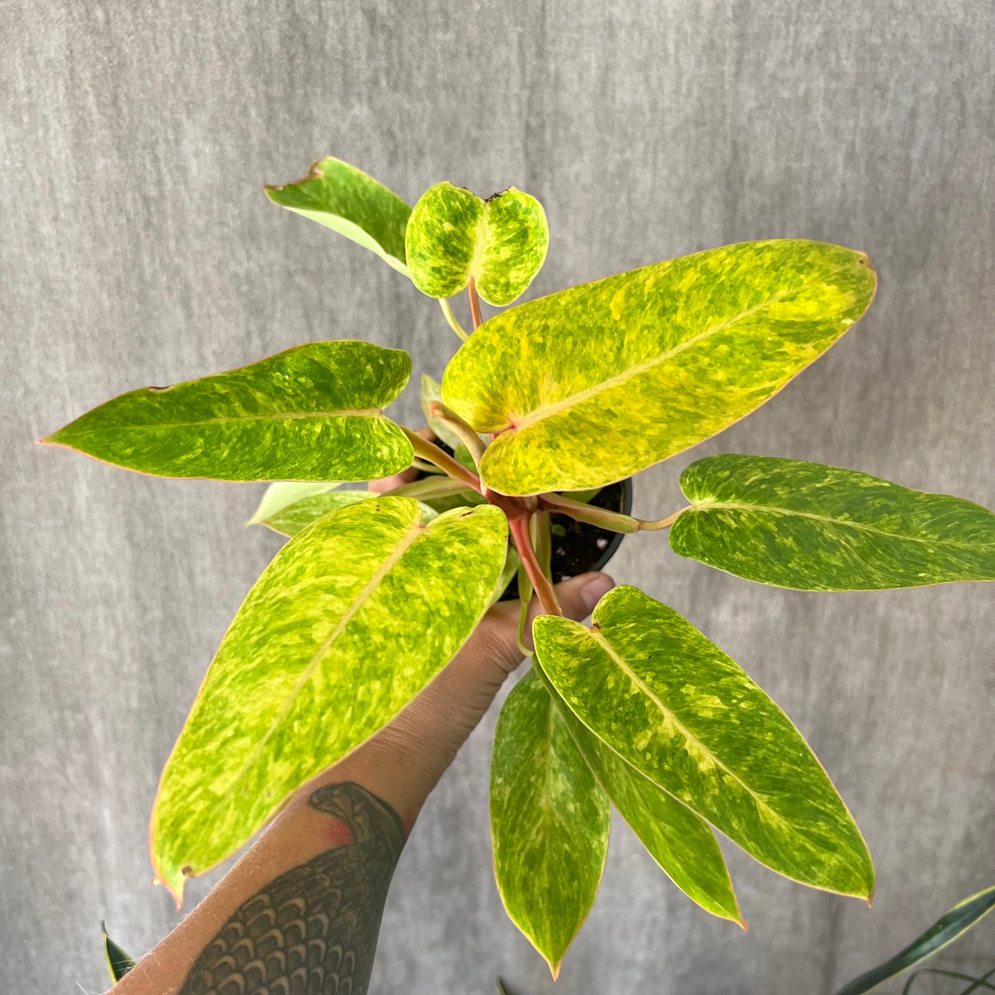 4" Painted Lady Philodendron