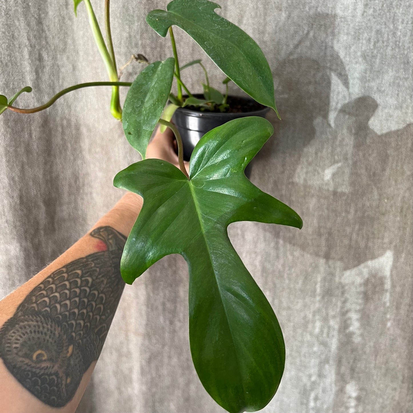 4" Florida Green Philodendron Plant