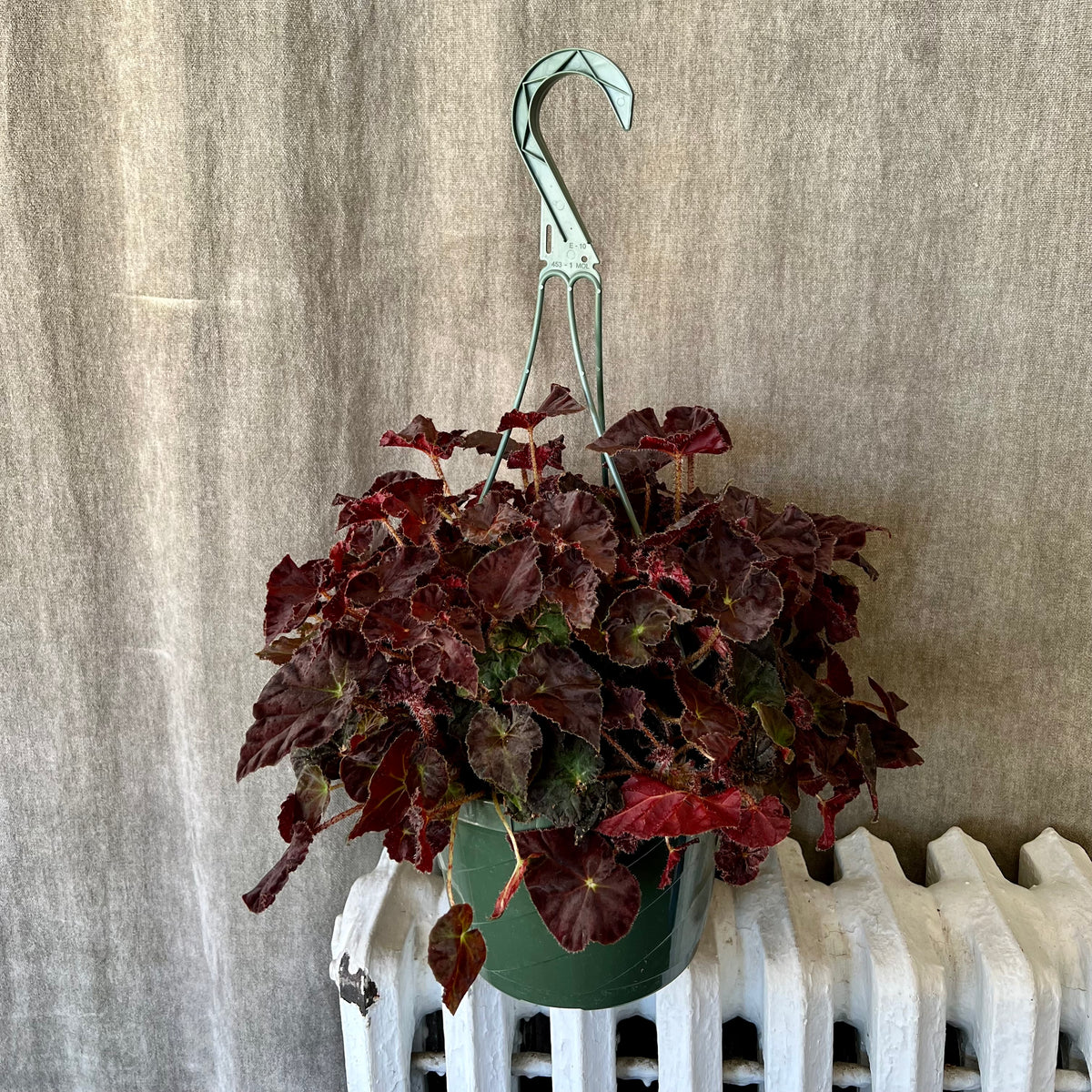 8" Begonia Plant