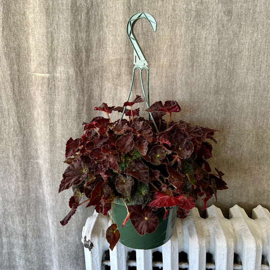 8" Begonia Plant