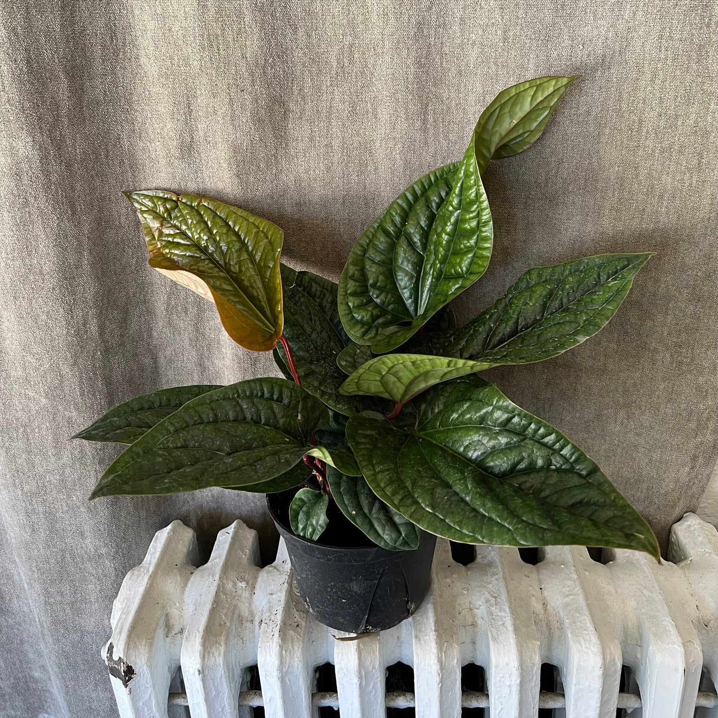 6" Radicans Anthurium Plant