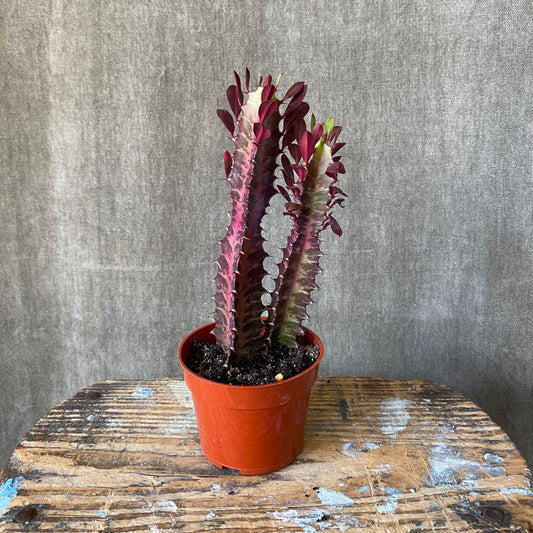 4" Trigona Euphorbia Cactus