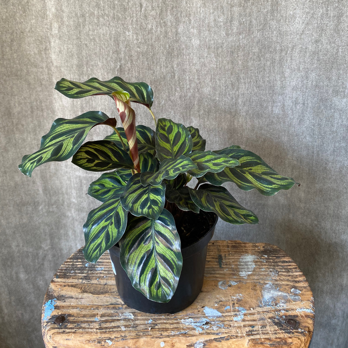 4" Peacock Calathea Plant