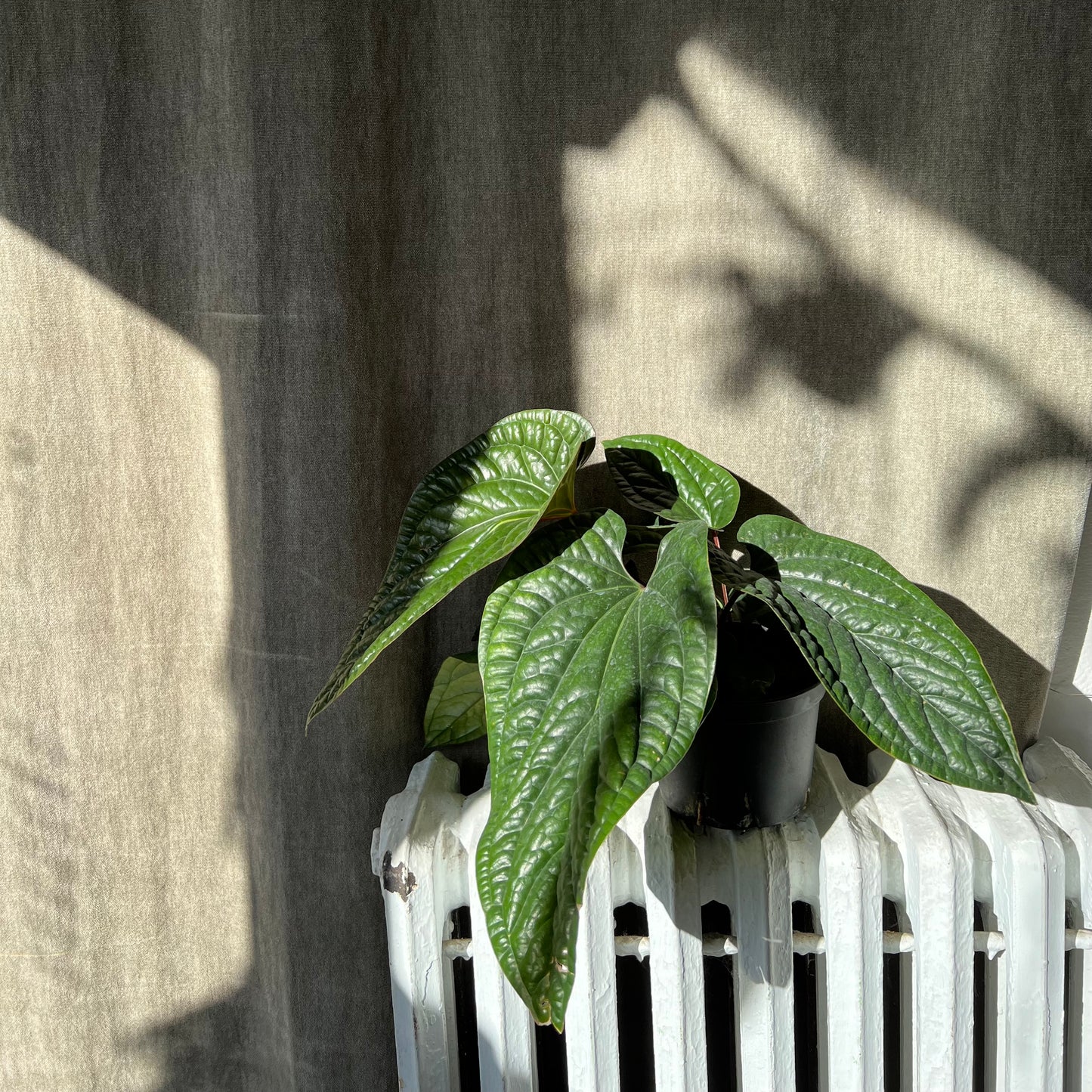 6" Radicans Anthurium Plant