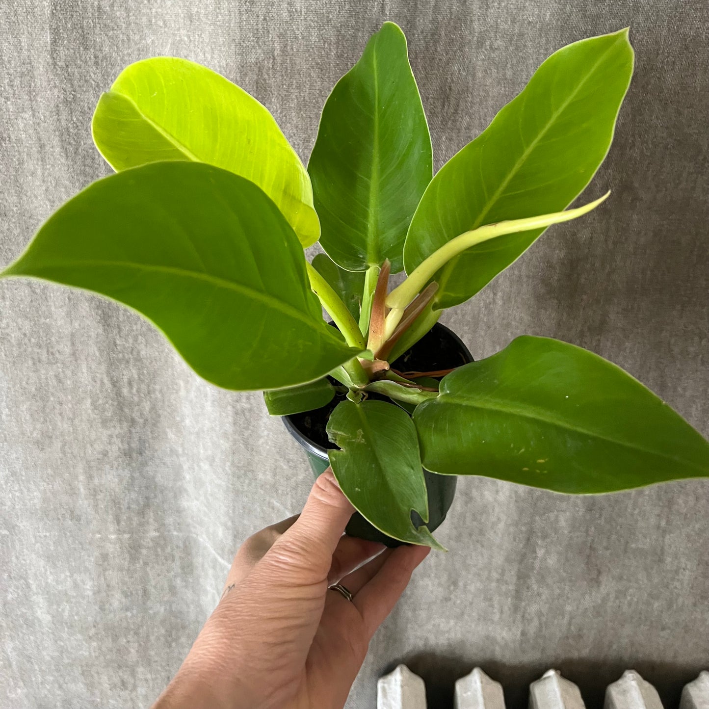 4" Golden Melinonii Philodendron