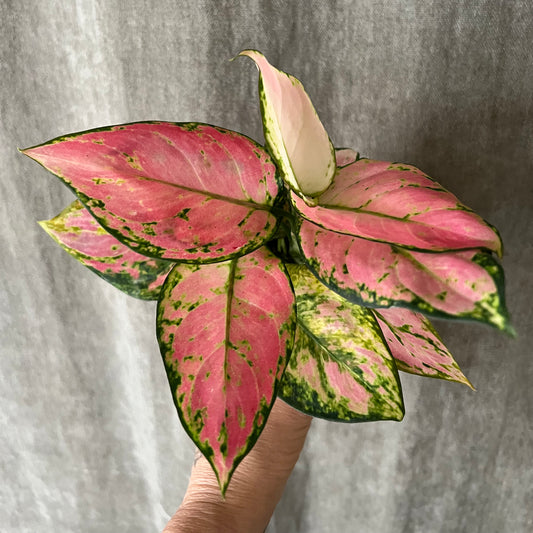 4" Chinese Evergreen/Aglaonema Plant