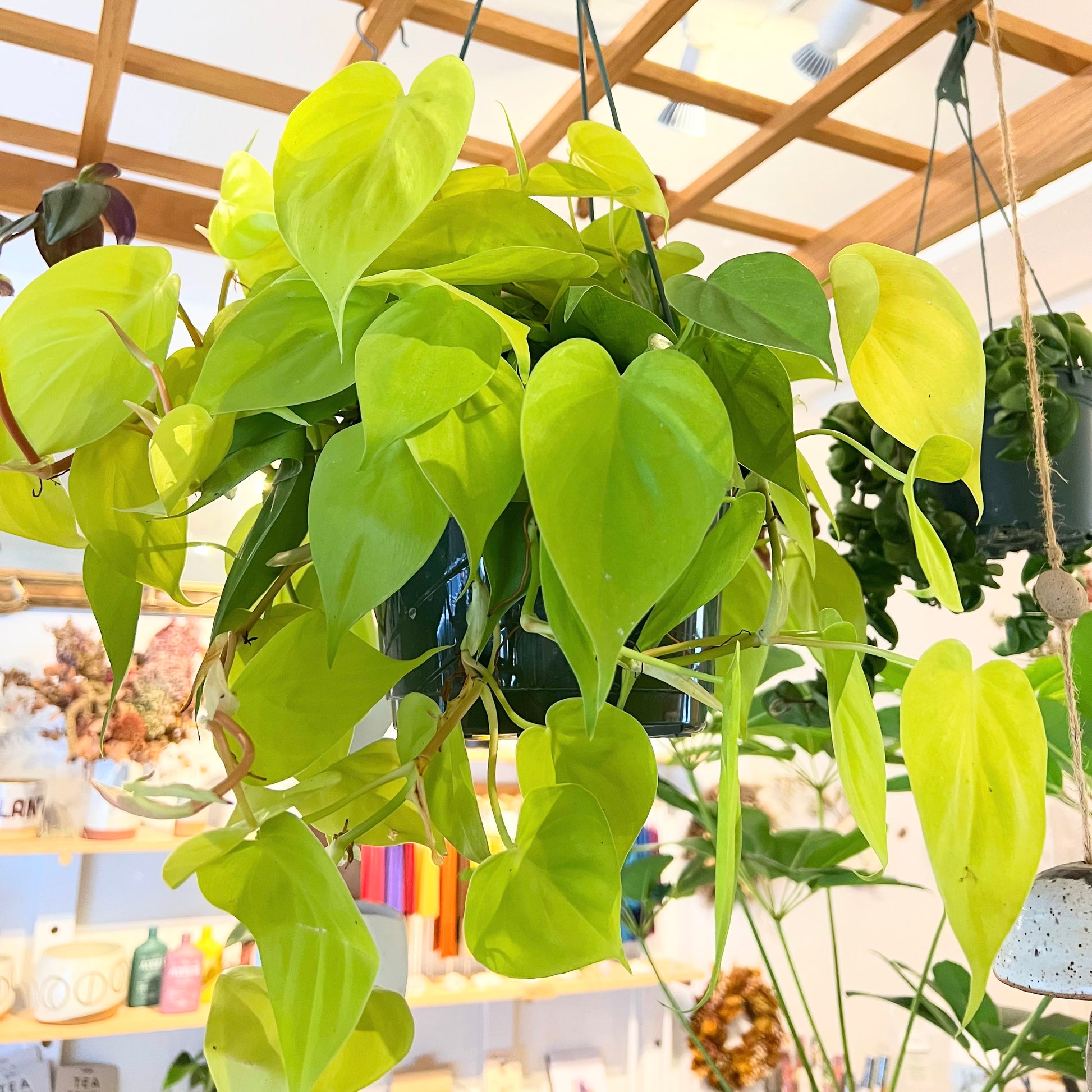 lemon lime philodendron vs neon philodendron 8" Neon Lemon Philodendron – FLOWERKRAUT