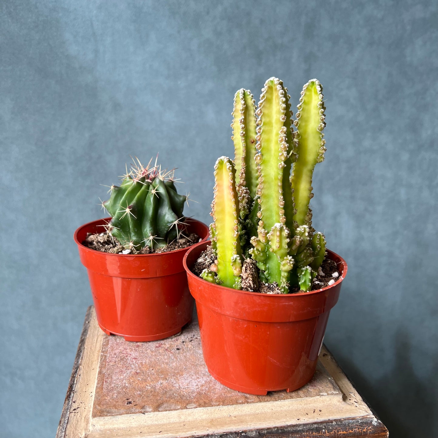 4" Assorted Cactus