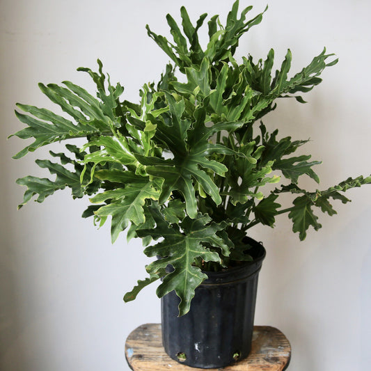 8" Selloum Philodendron Plant