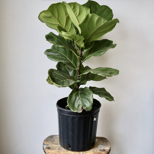 12” Pot Size Fiddle Leaf Fig Ficus Lyrata Plant