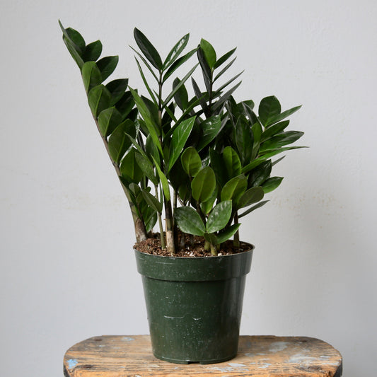 6" ZZ Plant