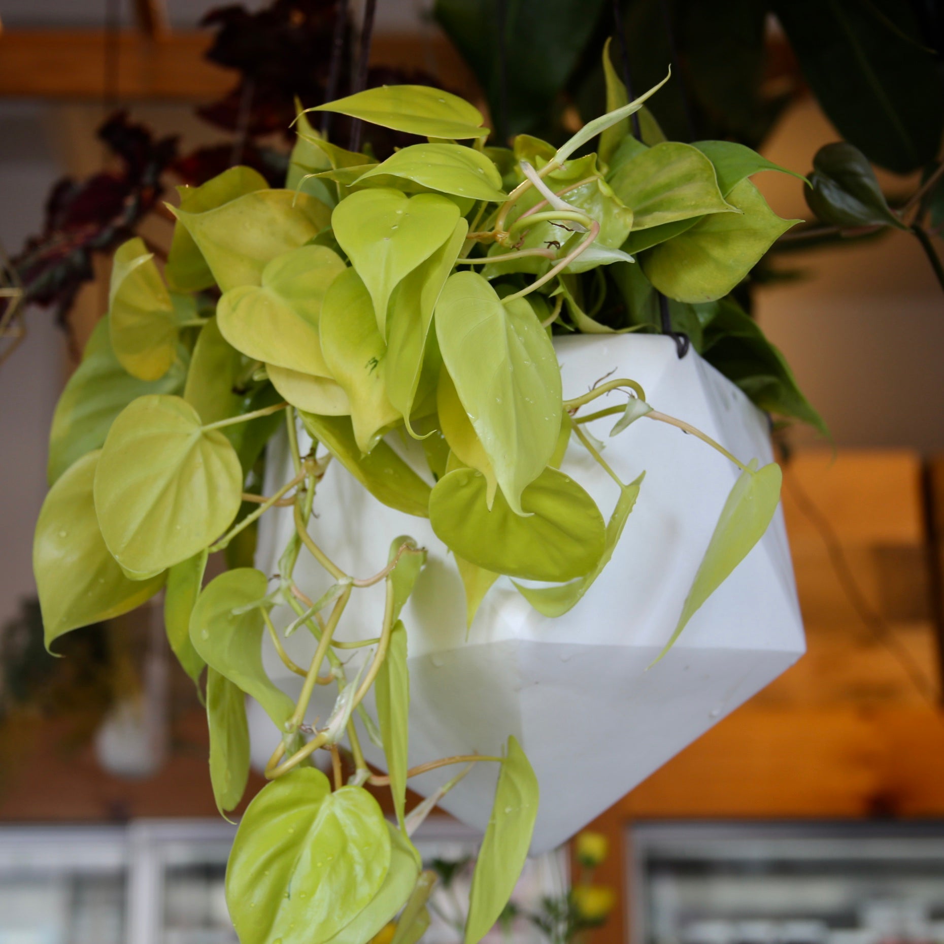 extra long hanging planter Extra-Large Hanging Planter – FLOWERKRAUT