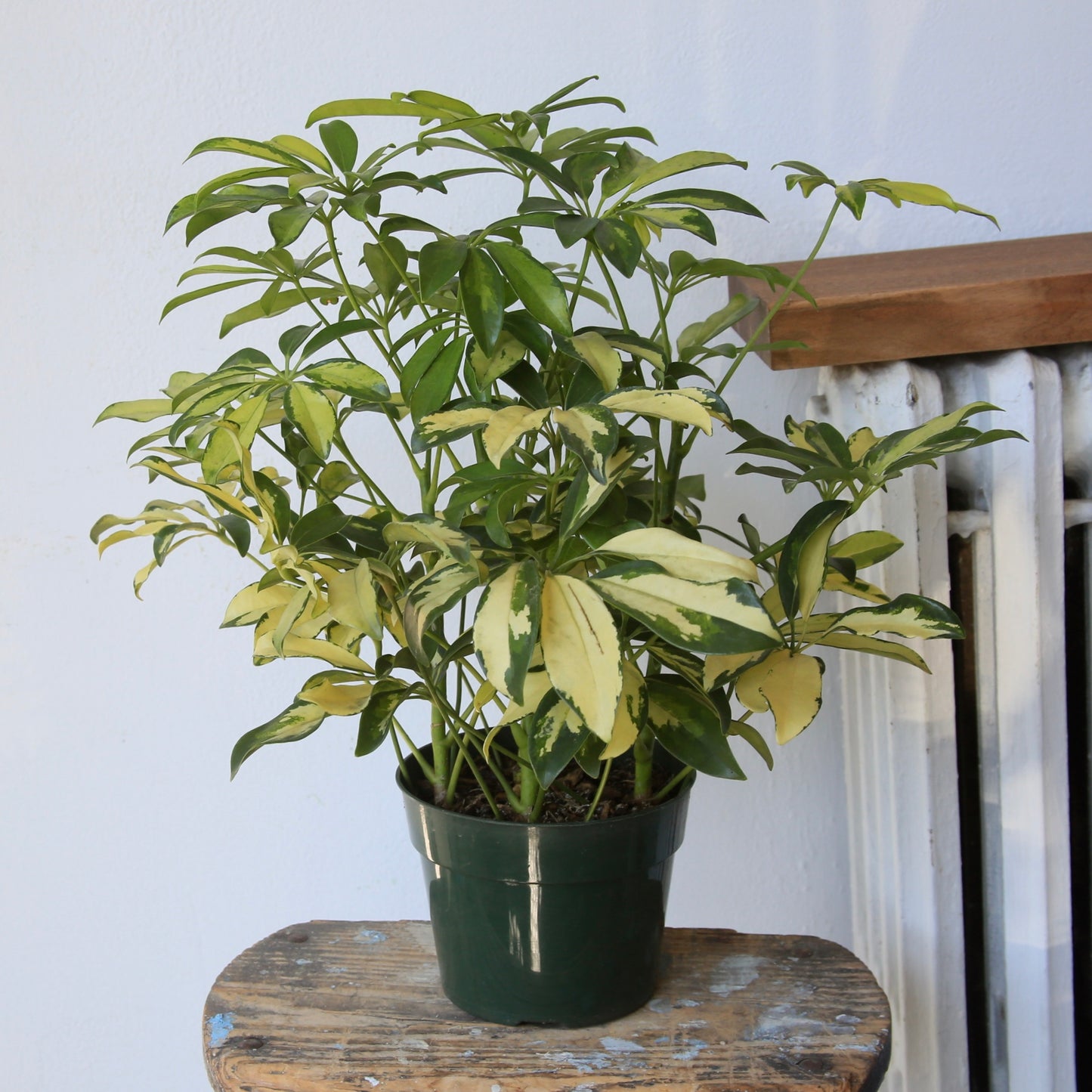 4" Schefflera Trinette Plant