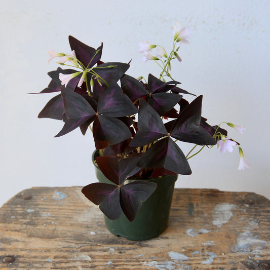 4" Oxalis Triangularis aka Oxtail, Purple Shamrock
