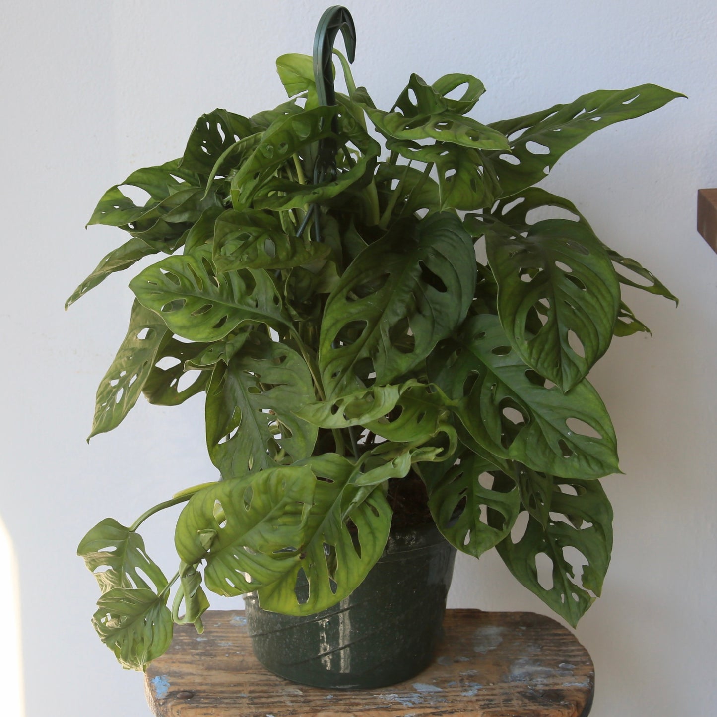 8" Hanging Monstera Swiss Cheese Plant