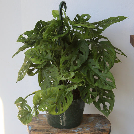 8" Hanging Monstera Swiss Cheese Plant