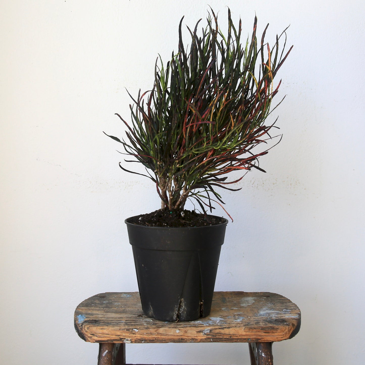 4" Croton Picasso Plant