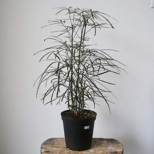 6" False Aralia Plant