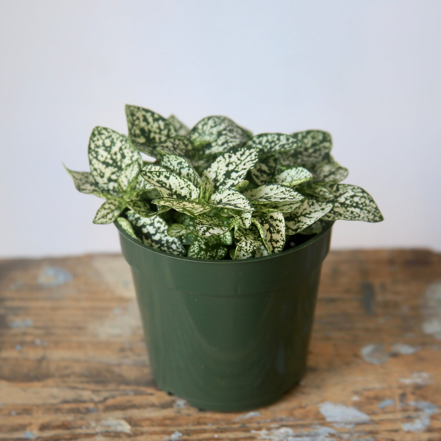 4" Splash Hypoestes Plant