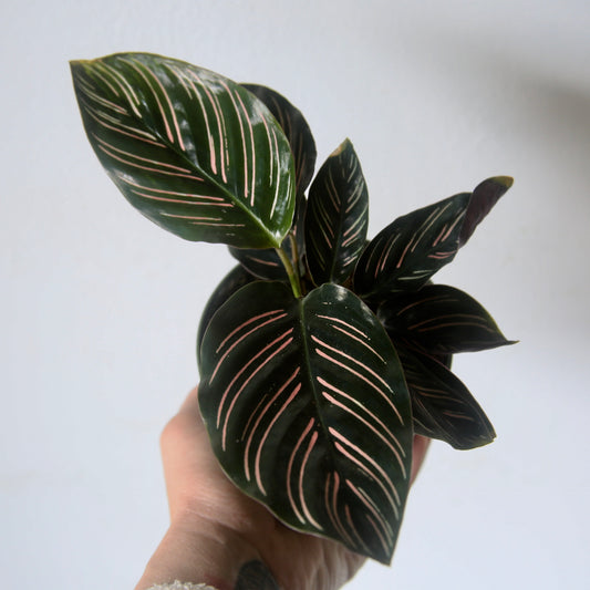 6" Ornata Calathea Plant