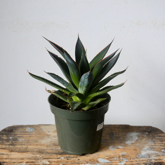 6" Agave