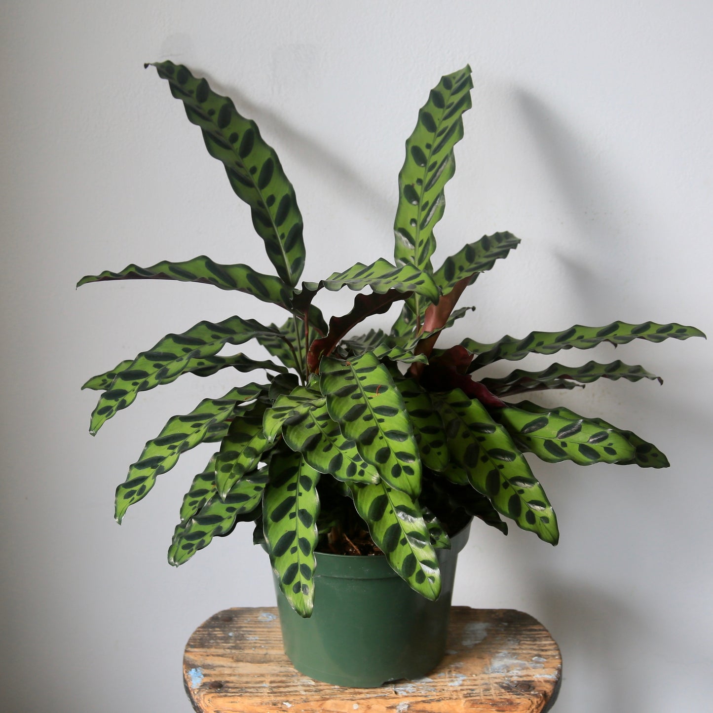 4" Rattlesnake Calathea Plant